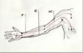 Shiatsu Chelles Les méridiens Poumon Coeur et Maître-Coeur